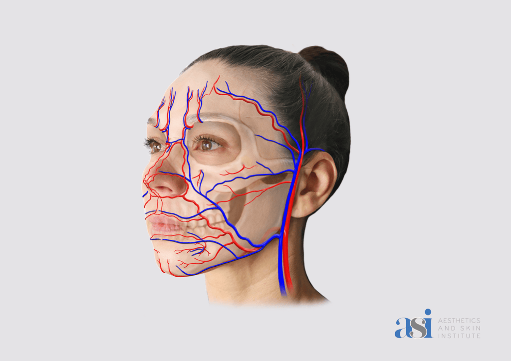Anatomy For Injectors (AFI) Bundle